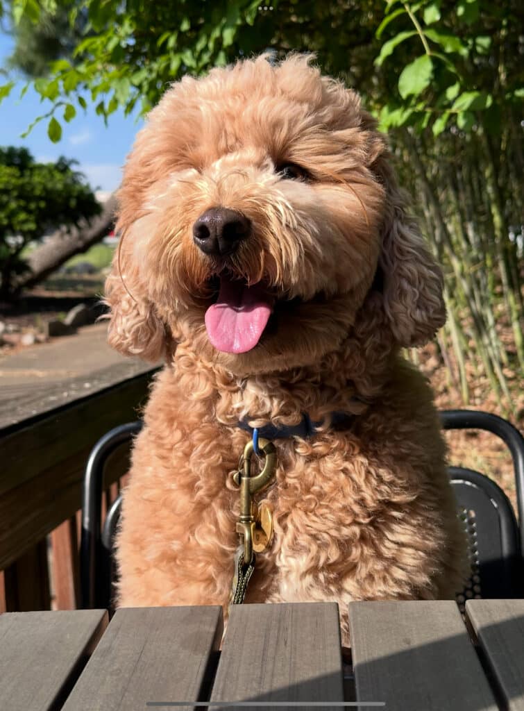 Supportive Dog Rio Together Pediatric Dentistry & Orthodontics in Annandale, VA